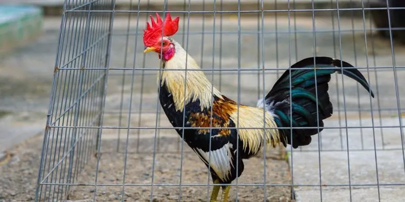 Cách nuôi gà tre tại Sv388