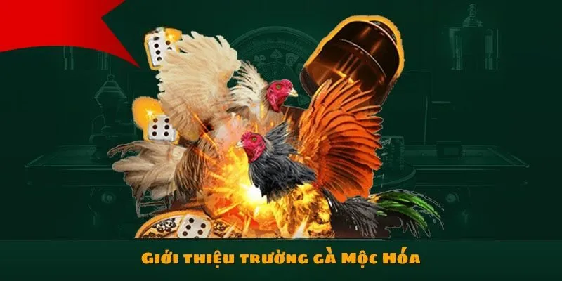 Giới thiệu trường gà Mộc Hoá