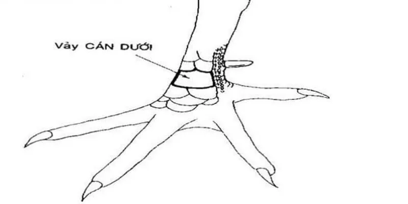 Vảy gà vấn cán