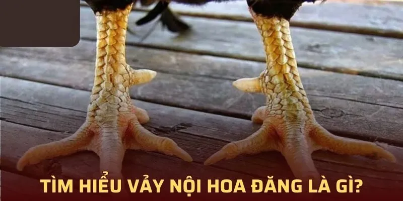 tìm hiểu vảy nội hoa đăng là gì